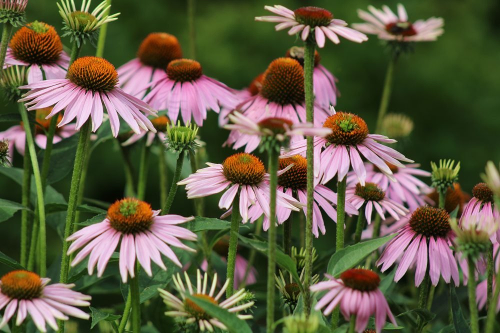 Coneflower