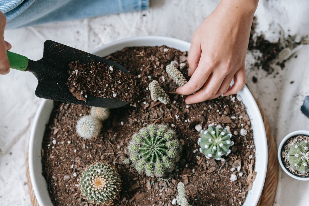 filling cactus soil in pot