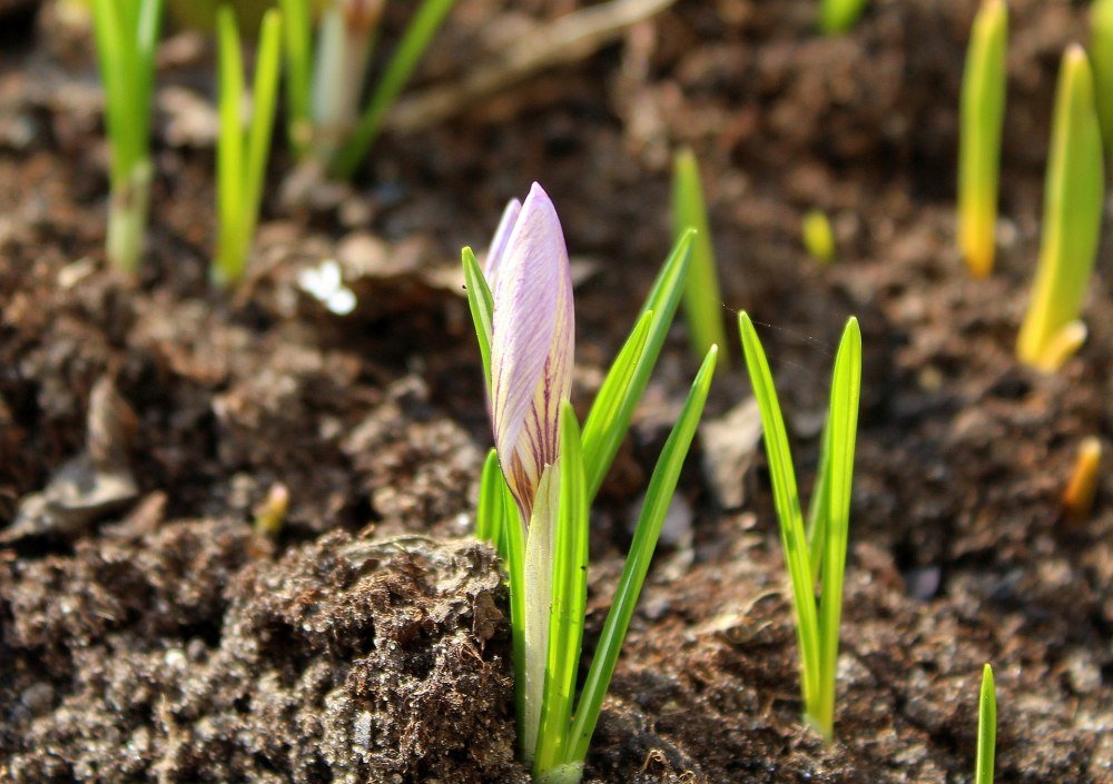 flower-buds-are-about-to-emerge-in-the-soil