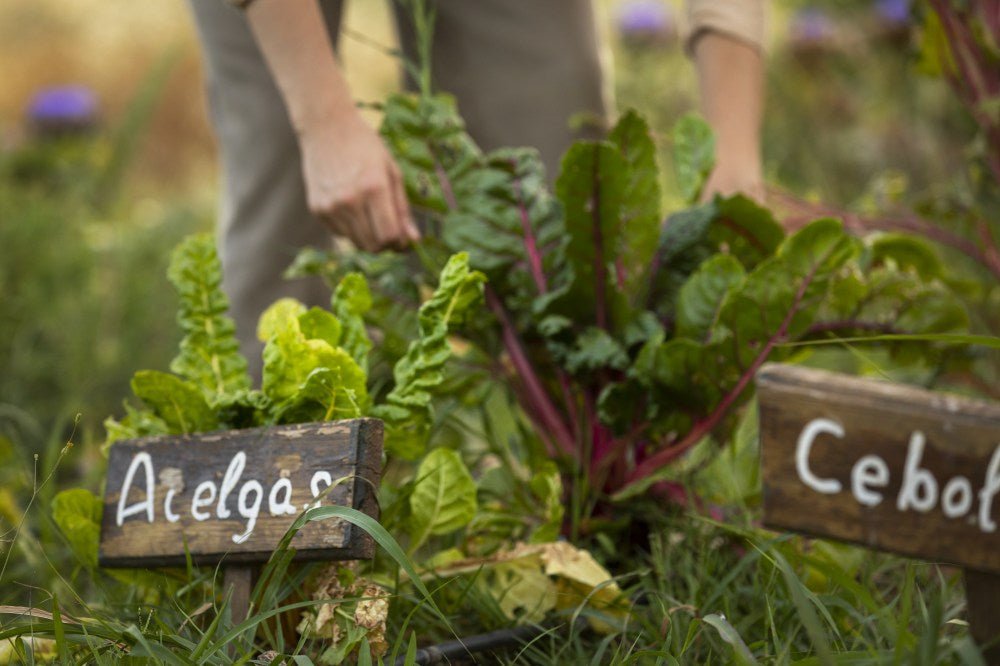 front-view-hands-holding-beets-leaves