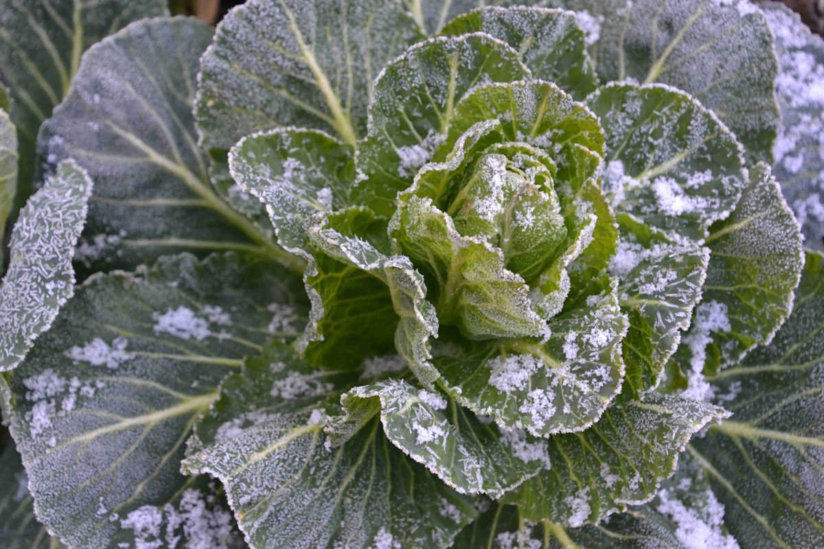 VEGEGA-frost cabbage