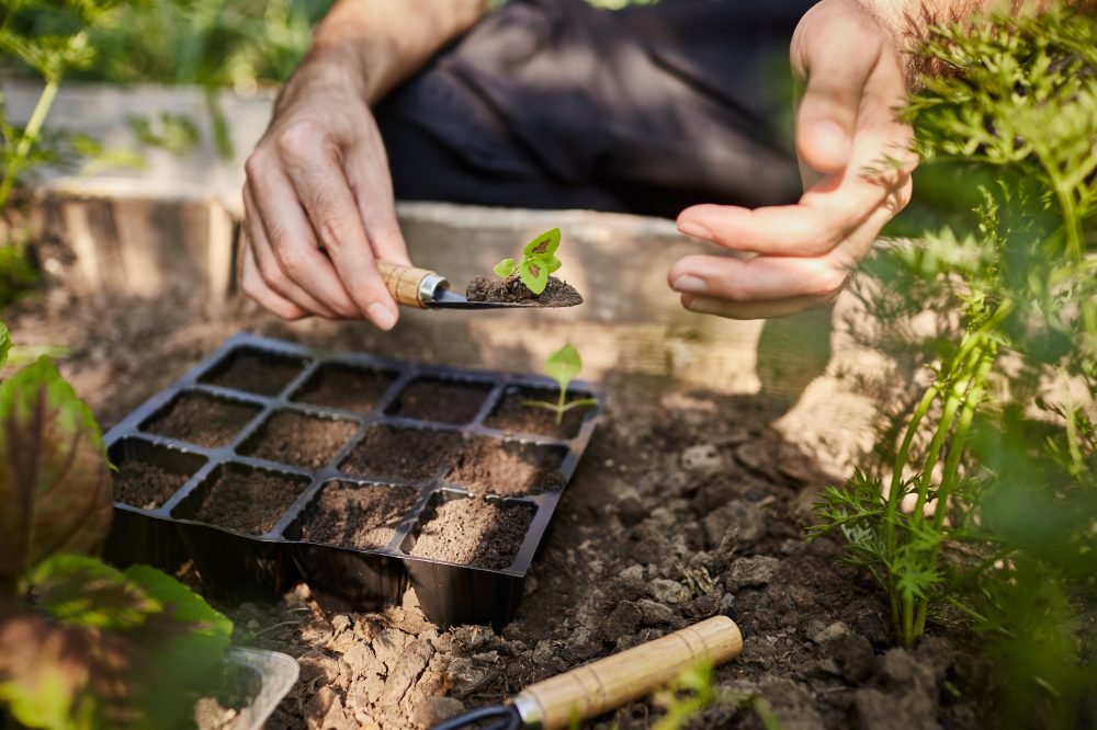 garden-man-holding-little-flower-sprout-hands-going-put-it-soil-with-garden-tools