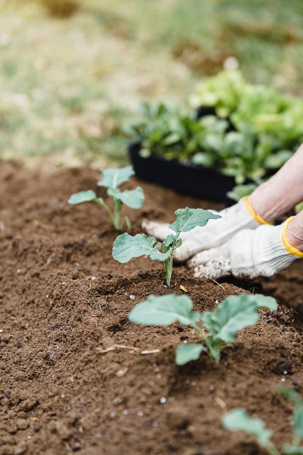 hands wearing white fabric gloves compact soil around seedlings