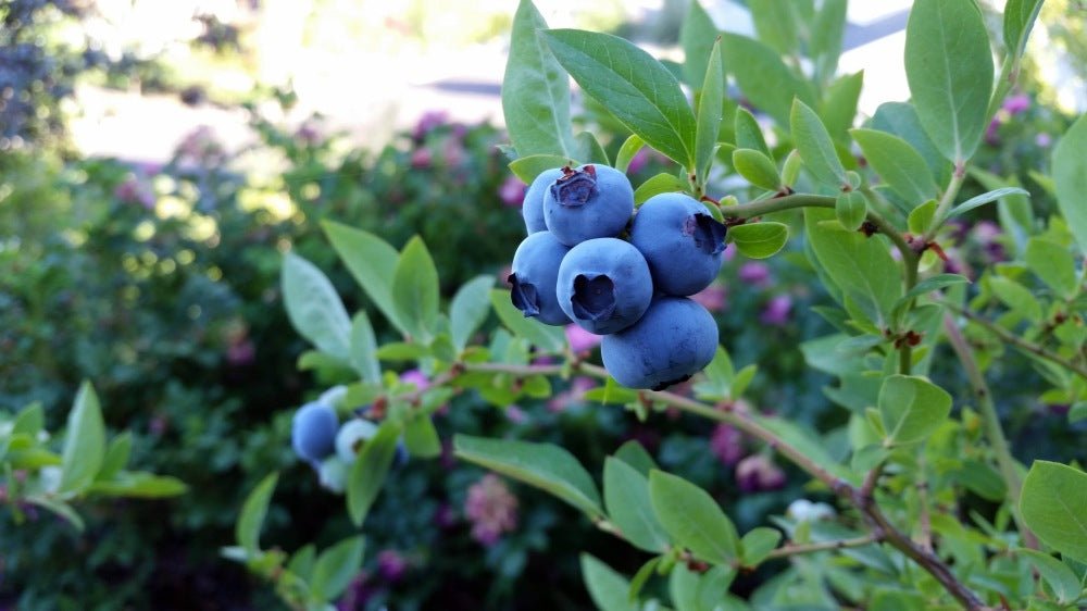 Highbush-Blueberries