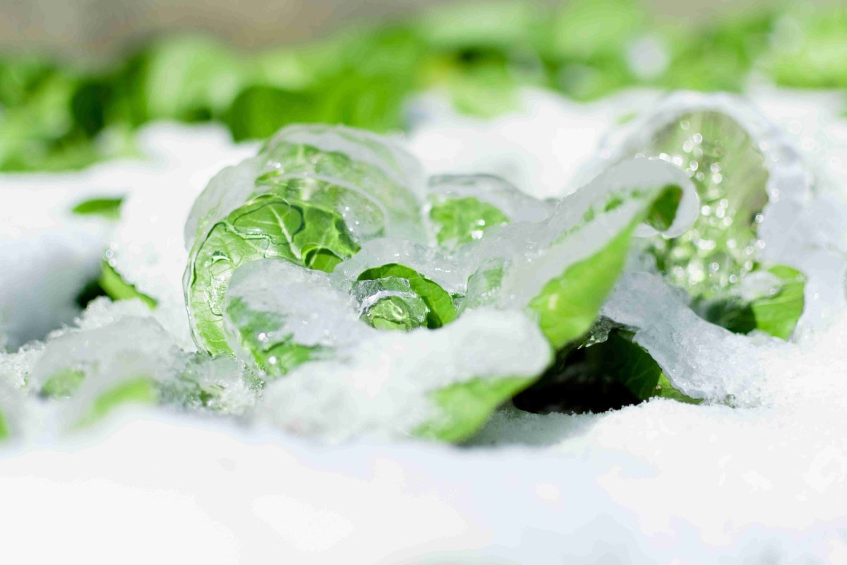 leafy vegetables covered with snow-VEGEGA