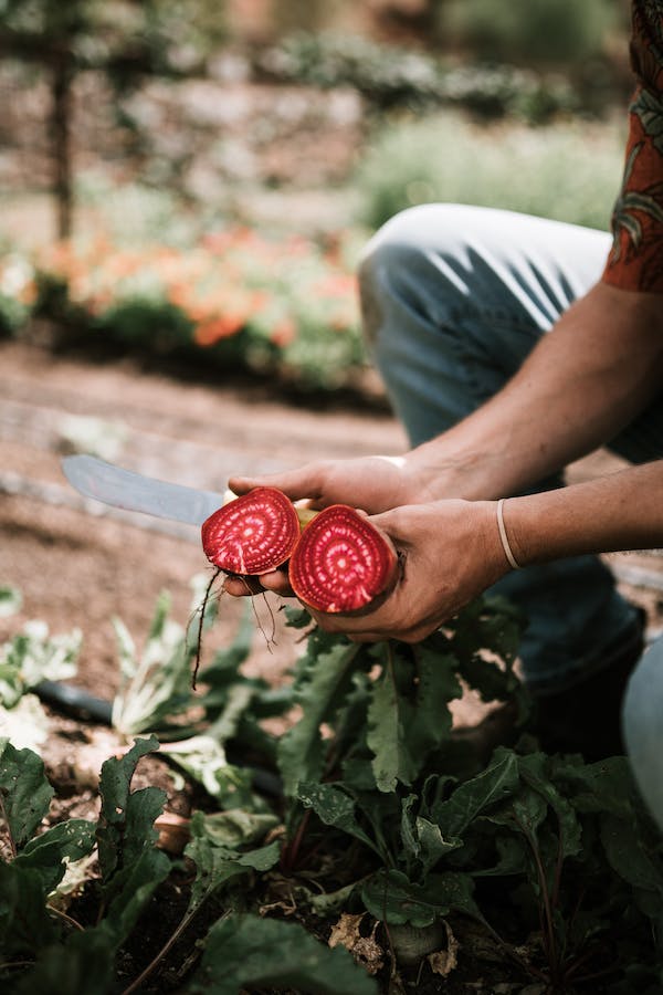 a beet cut into two pieces by knife holding in hand