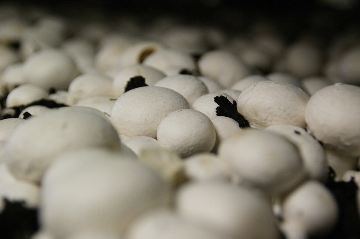 VEGEGA- white mushroom