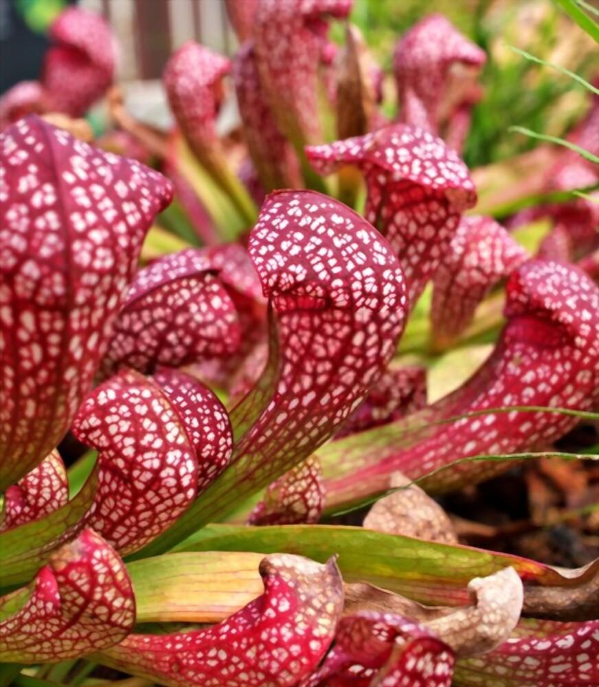 Parrot Pitcher Plant