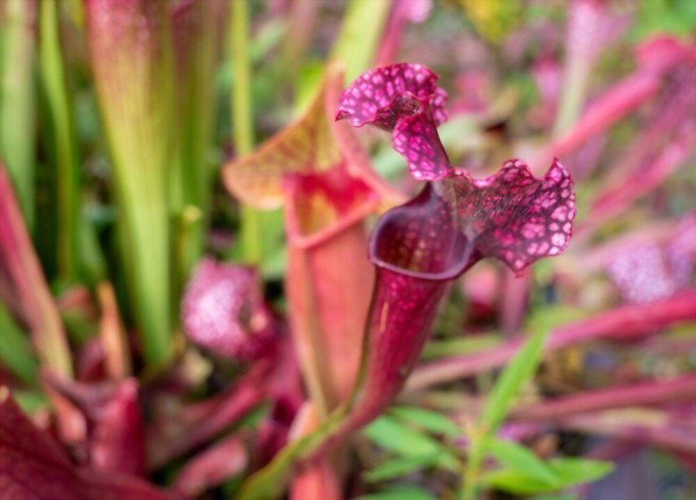 Purple Pitcher Plant