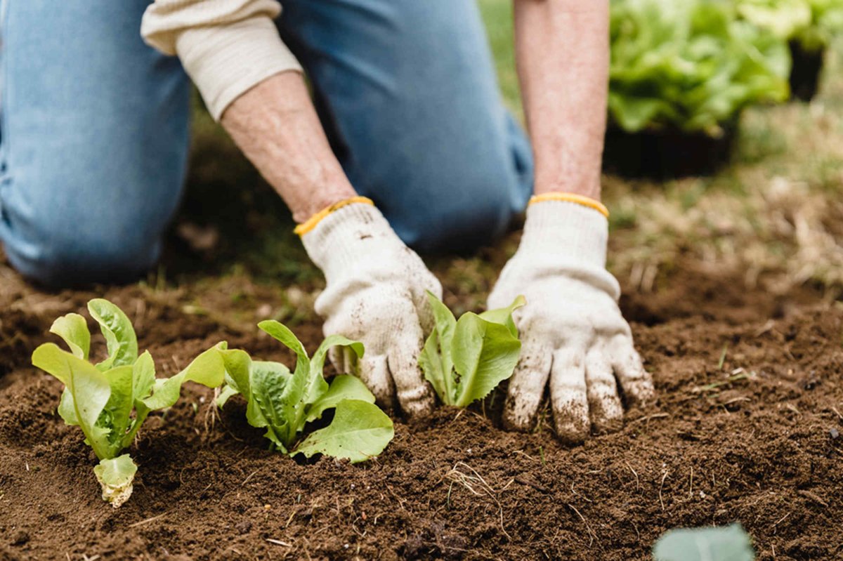 gardening tools for safety planting