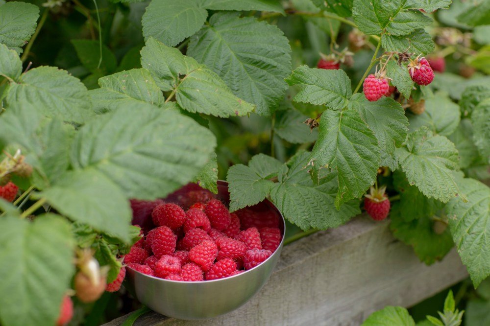 Raspberries-in-a-bowl