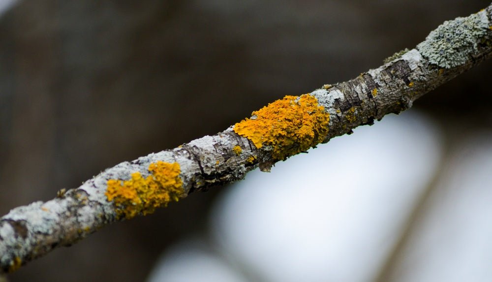 small-dried-stick-with-yellow-lichen