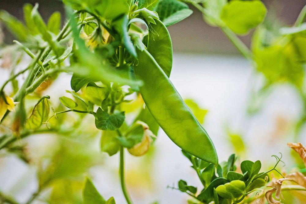 Snow Peas 