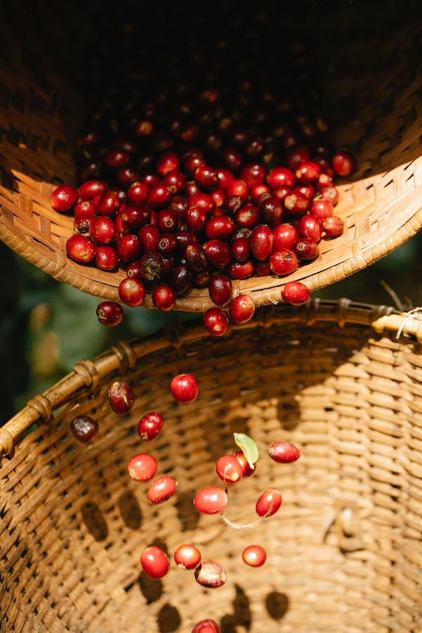 pouring cranberry to a bamboo basket