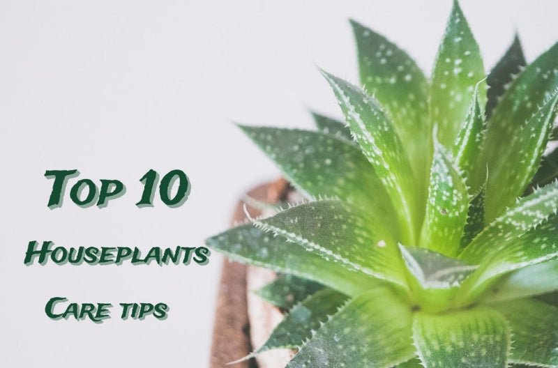 Top 10 Houseplants Care Tips