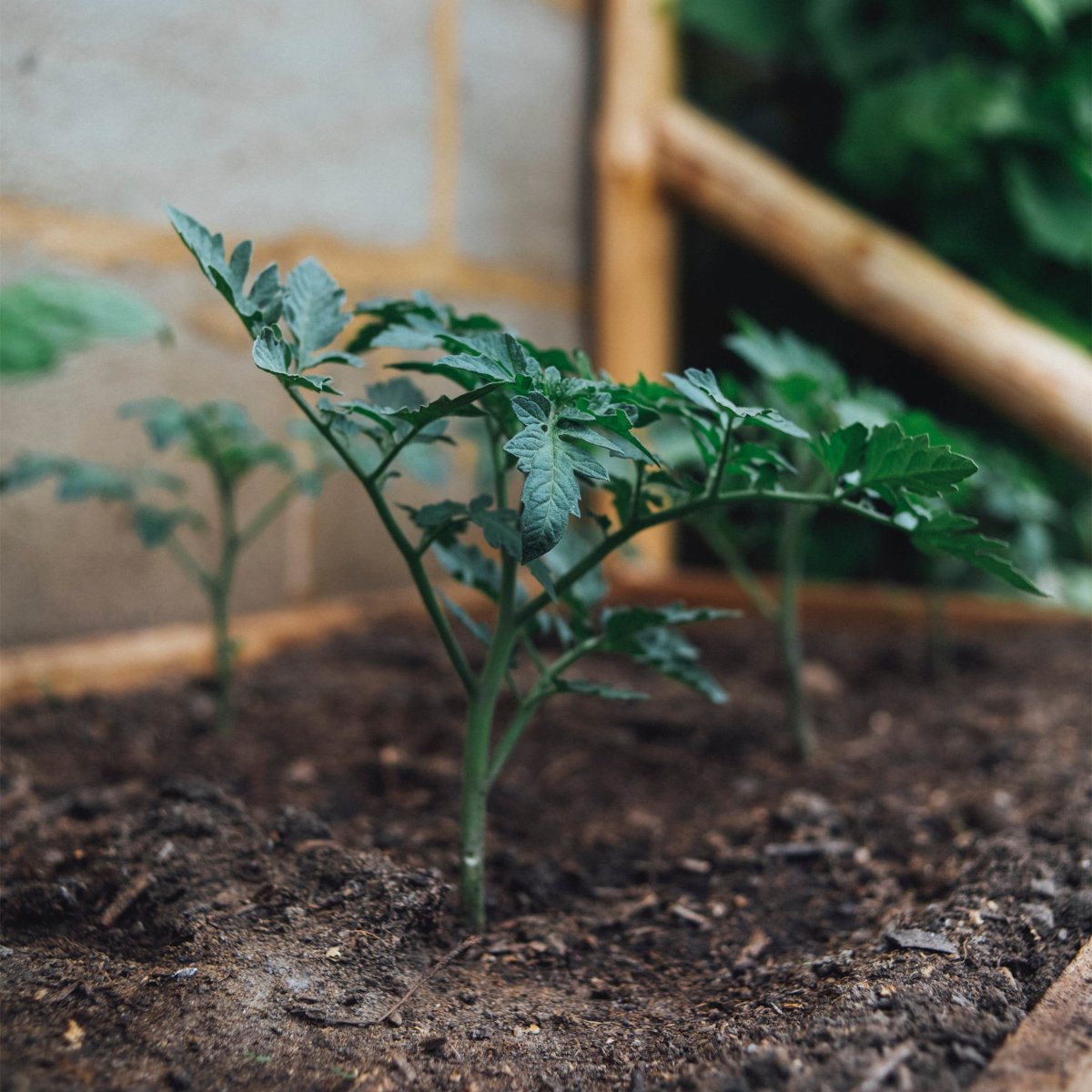 transplant the tomato seedlings-Vegega