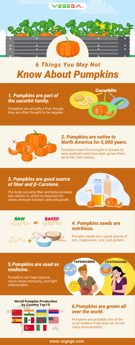 VEGEGA Pumpkin Infographic-6 Things You May Not Know About Pumpkins