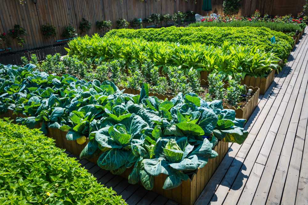 vegetables in wooden raised garden beds