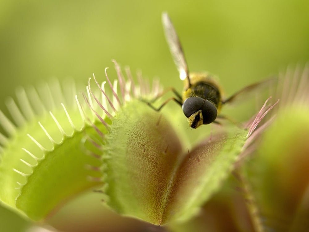 Venus flytrap catches a bee