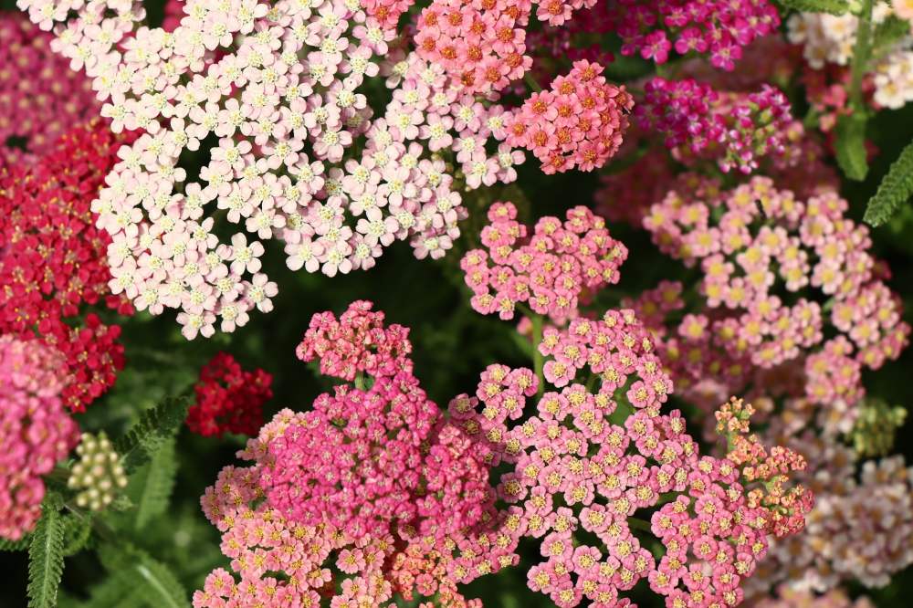 Yarrow