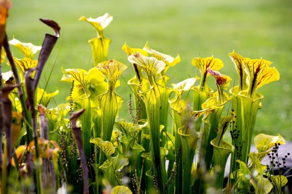 Yellow Pitcher Plant