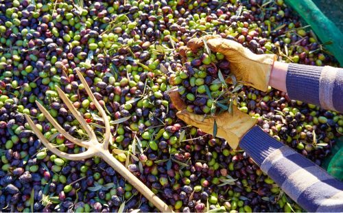 Raccolta delle olive per fare l'olio