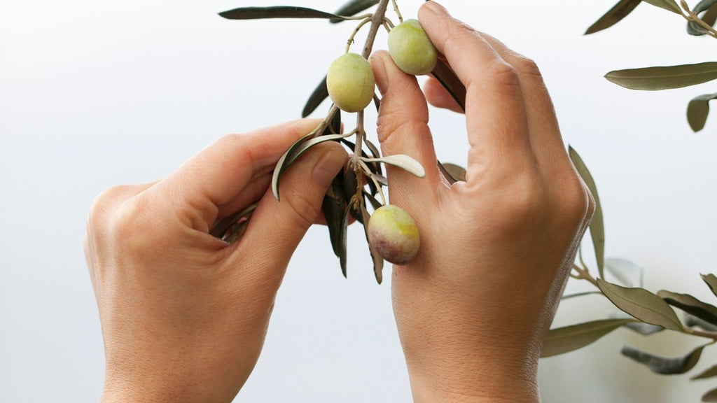 come si fa l'olio di oliva