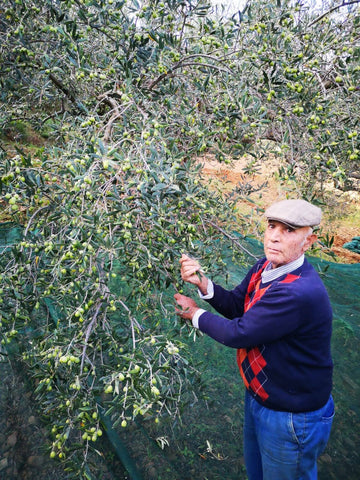 raccolta a mano delle Olive di Nocellara