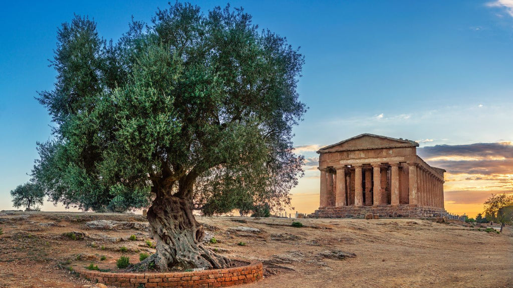 Varietà di Olive in Sicilia