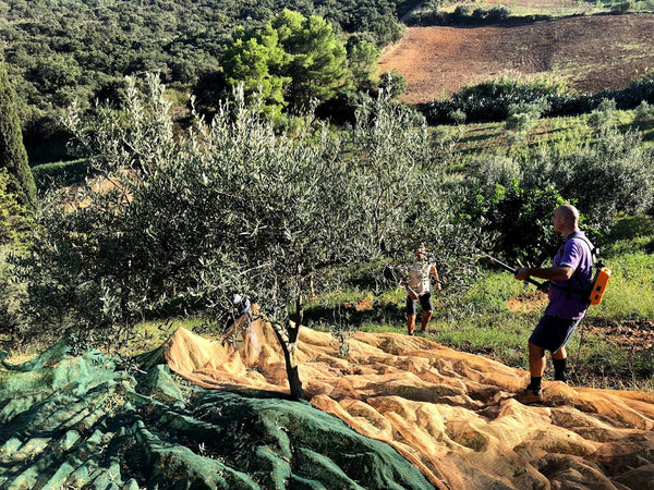 Quali sono i fattori che influenzano il prezzo dell'Olio di oliva?