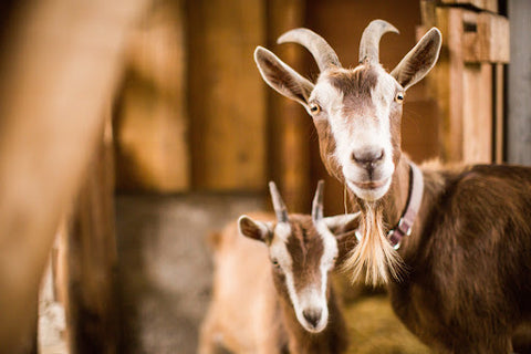 Holle Goat vs HiPP Goat 2