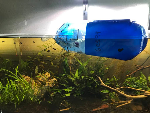 Acclimating new fish to a botanical style aquarium with aquarium botanicals by Betta Botanicals.
