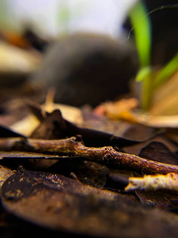 Leaf litter and aquarium botanicals in a blackwater aquarium by Betta Botanicals.