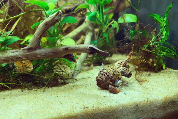 Alder cones in a newly established botanical method aquarium to add beneficial tannins to the water at Betta Botanicals.