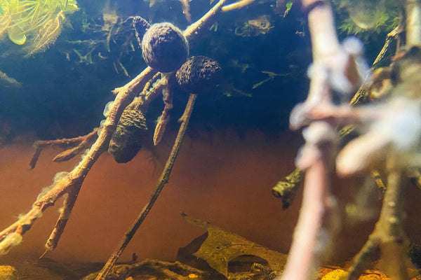 Alder cones in a blackwater betta fish aquarium still attached to the alder twigs at Betta Botanicals.