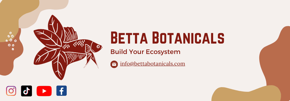 Aquarium botanicals for betta fish tanks, biotope aquariums, and blackwater betta aquariums by Betta Botanicals.