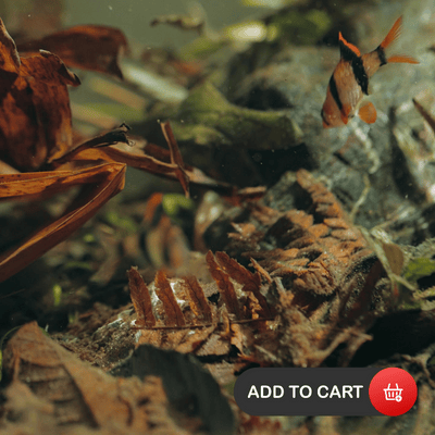 Aquarium botanicals like fern frond leaf litter in a blackwater aquarium by Betta Botanicals.