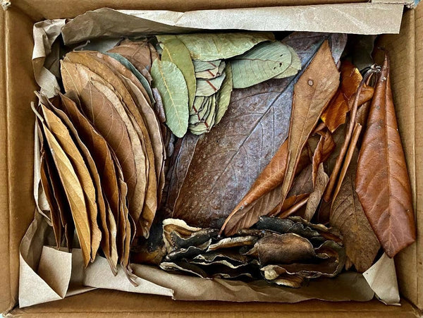 A brown box with brown paper full of green, brown, tan aquarium leaf litter and seed pods for blackwater aquariums at Betta Botanicals.