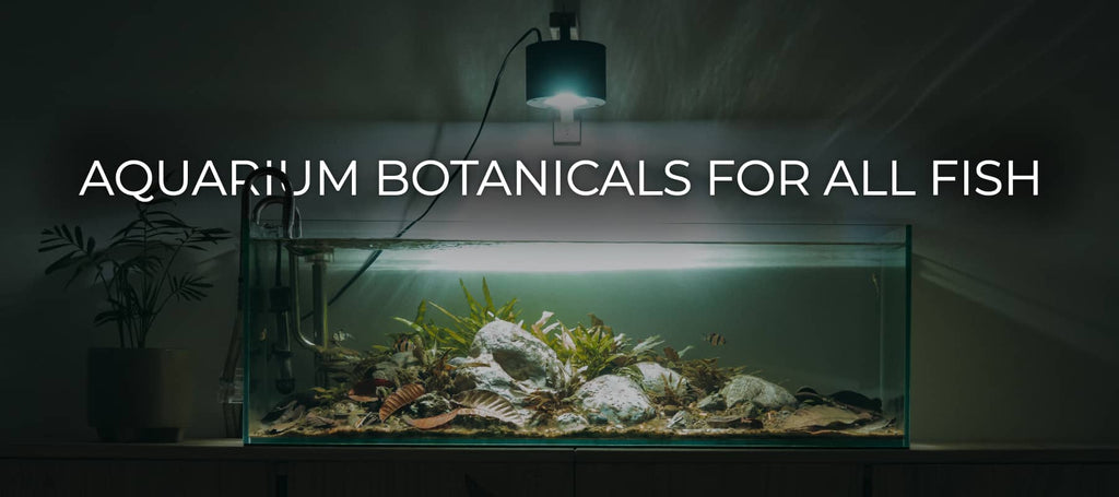 Beginner aquarium botanicals inside a fish tank by Betta Botanicals, for blackwater aquariums, betta biotopes, and botanical method aquariums.