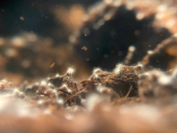 White biofilm/fungal growths appearing on submerged leaf litter in a botanical method aquarium at Betta Botanicals.