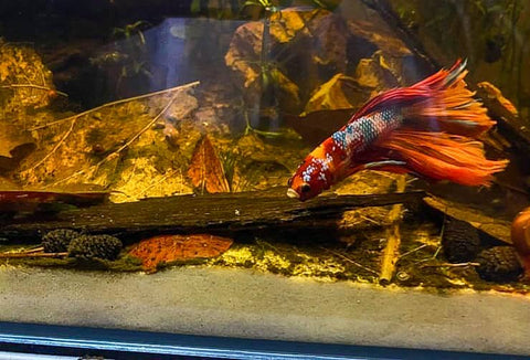 A botanical style aquarium for domestic bettas utilizing catappa leaves, catappa bark, and oak leaves.