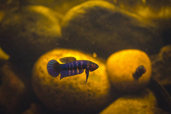 A flaring blue iridescent male betta hendra in brown tinted aquarium water.
