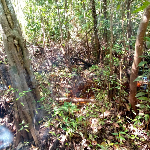 A small flooded vegetation filled water body where betta can be found in Borneo.