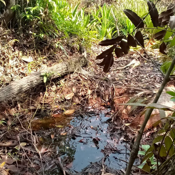 A small vernal pool of water where betta hendra live in Indonesia.