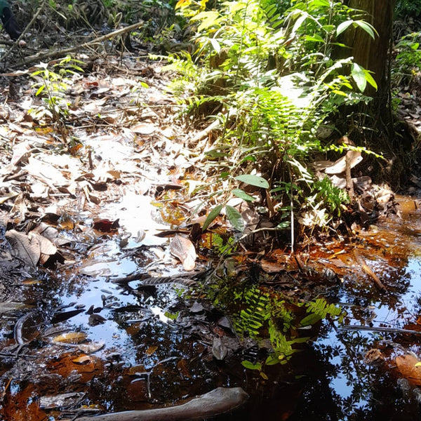 A flooded pool of the Bornean jungle where Betta Hendra can be found.