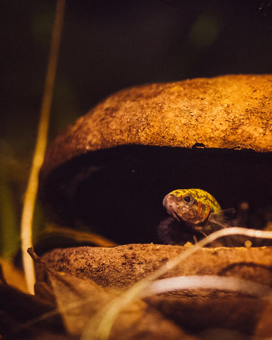 A Betta hendra inside an aquarium seed pod by Betta Botanicals.