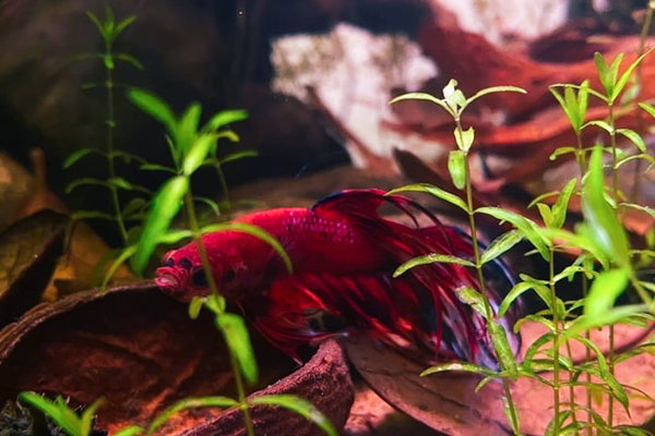 Betta splendens in a blackwater aquarium by Betta Botanicals.