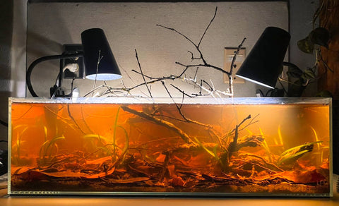Brown and red water in a glass aquarium with twigs and bark inside with two desk lights on top at Betta Botanicals.