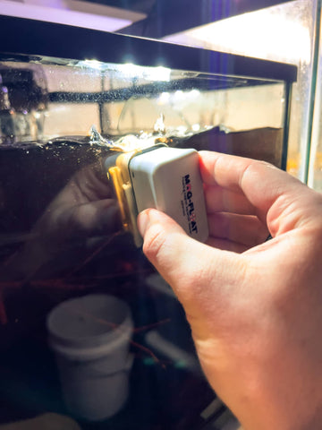 Blackwater aquarium cleaning using a magnet to scrape algae on the front glass panel by Betta Botanicals.