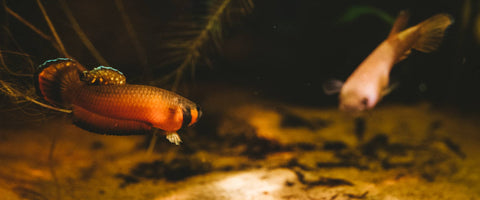 Two fish swim in amber colored water in a blackwater aquarium at Betta Botanicals.
